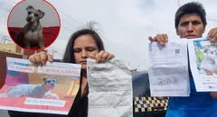 Denuncian que robaron una perrita en bus interprovincial: quisieron dar un animal nuevo y S/200