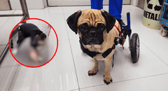 Caso Dachi: PJ otorga custodia a veterinaria que brindó atención médica a perrita violentada