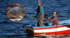 Pez depredador africano es hallado en Titicaca: ¿cómo habría llegado y por qué es peligroso?