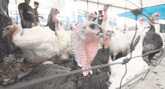 Comerciantes esperan vender más de 1 millón 600.000 pavos