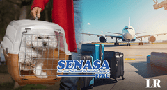 ¿Quieres viajar fuera del país con tu mascota? Conoce los requisitos para hacerlo, según Senasa