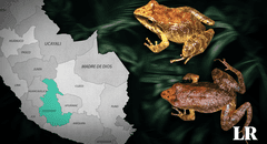 Científicos descubren una nueva especie de rana en Ayacucho: tiene un aspecto "críptico"