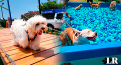 "Mundo de 4 patas", el oasis para perros que es toda una sensación en pleno corazón de Surco