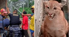 Puma muere ahorcado tras mala maniobra de rescate de la Policía en Madre de Dios