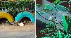 Plaga de ratas invade barrio de Santa Rosita, en SJL: ¿qué medidas tomará la municipalidad?