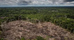 ¿Por qué la modificación de la ley forestal es una grave amenaza para la función de los bosques en la Amazonía?