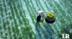 El producto agrícola que podría salvar a la humanidad de la hambruna en una catástrofe global