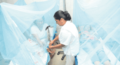 Incrementa en 40% los casos de dengue en el país respecto a 2023
