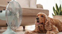 ¿Cómo detectar a tiempo si mi mascota se ha puesto mal por la ola de calor?