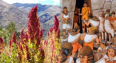 El alimento que valía igual que el oro para los incas: crece en el sur del Perú y previene la diabetes