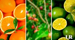 La fruta con mayor vitamina C en el mundo: supera 10 veces a la naranja y 40 veces al limón