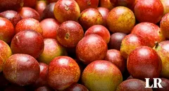 La fruta con mayor vitamina C en el mundo: supera 10 veces a la naranja y se cultiva en Perú