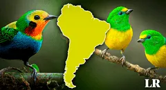 El país con la mayor diversidad de aves en el mundo está en Sudamérica: supera a Brasil y Perú