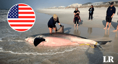 Hallan muerto a un tiburón blanco de 700 kg en Florida, Estados Unidos