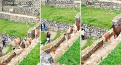 Llamas de Machu Picchu asombran a visitantes al sacar cinta de seguridad para caminar por ciudadela