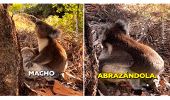 Koala hace llorar a miles en redes al protagonizar dolorosa escena tras la muerte de su compañera