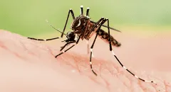 Van 44 muertes por dengue y 8 regiones tienen cifras críticas