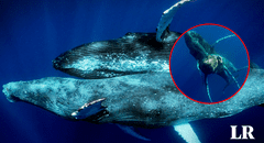Captan a ballenas jorobadas machos en pleno acto sexual, un fenómeno nunca antes visto