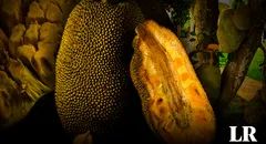 La fruta más grande del mundo crece en Sudamérica: tiene 7 sabores diferentes