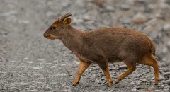 Descubrimiento histórico en Perú: Nueva especie de pudú identificada tras 60 años