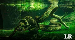 La anaconda verde, la serpiente más grande del mundo vive en la amazonía peruana