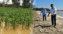Piura: 500 hectáreas de cultivo se inundan por mala instalación de geobolsas en río