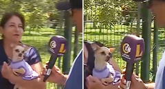 Chihuahua mordió a reportero de Latina en vivo y en redes bromean: "Chiquito pero peligroso"