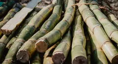 Producción de caña para la industria azucarera en el Perú superó las 10 millones TM en 2023