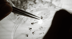 Semana Santa y dengue en Puerto Rico: lo que debes saber para protegerte