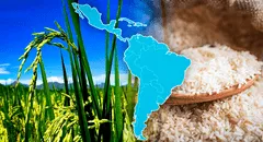 Descubre el país de América Latina que consume más arroz: no es Perú ni Argentina