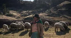Ley de Alberto Fujimori permite explotación de comunidad campesina que recolecta lana de vicuña en Ayacucho