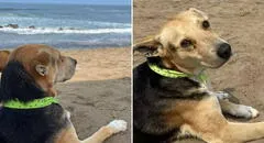 La conmovedora historia real de Vaguito, el perro que espera a su dueño frente al mar de Punta Negra