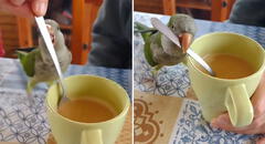 Lorito enternece las redes con curiosa habilidad para endulzar café: “Me electrocutaste, Pedrito”