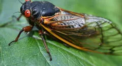 Científicos anuncian invasión de miles de millones de cigarras en Estados Unidos luego de 200 años