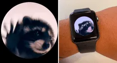 ¿Cómo tener la imagen de Pedro, el mapache viral de TikTok, en la pantalla de tu smartwatch?