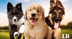 La raza de perro considerada la más inteligente del mundo en 2024, según un nuevo estudio