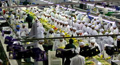 Midagri busca restituir beneficios tributarios a las agroexportadoras