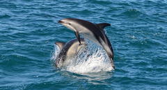 Delfín que nada en las costas de Perú está en peligro por la pesca artesanal