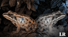 Descubren en Alaska el sorprendente secreto de las ranas que sobreviven al invierno congeladas