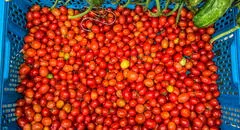 ¿El tomate es una fruta o verdura? Así respondieron a la pregunta en un juicio en Estados Unidos