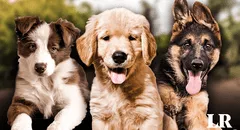 Esta es la raza de perro más inteligente del mundo en 2024, según un nuevo estudio