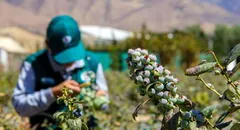 Perú se encamina a ocupar el octavo puesto como exportador mundial de fruta este 2024, según Mincetur