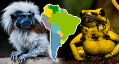 Los 4 animales exóticos, únicos de Sudamérica, que fueron destacados por National Geographic