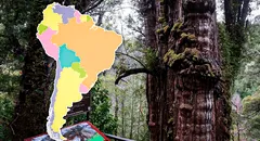 El árbol más antiguo del mundo tiene más de 5.400 años, mide 30 metros y es originario de Sudamérica