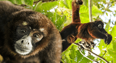 Descubre el mono que se creía extinto y solo habita en Perú: ¿cómo es esta especie?