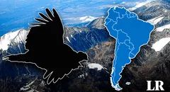 El ave más grande del mundo no es el águila y está en Sudamérica: es considerado un símbolo nacional