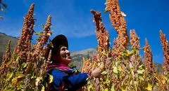Perú anuncia el más grande plan de irrigación de su historia: 120.000 ha de andenes en la sierra