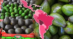 Luna, la nueva variedad de aguacate escogida como el mejor invento agronómico que se produce en América Latina