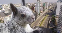 ¿Ves muchas ardillas en LIMA?: conoce por qué hay tantas en la capital y los distritos donde ubicarlas