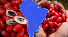 La fruta 'milagrosa', convierte los sabores ácidos en dulces, es cultivada en un país de Sudamérica